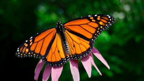 Inicia temporada de visita a los santuarios de la mariposa Monarca