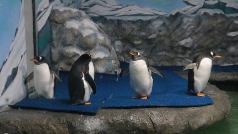 Celebra el “Día del Pingüino” en Acuario Mazatlán