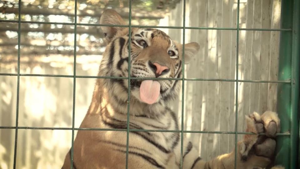 Trasladan tigres de Culiacán a la India para ayudar a evitar su extinción en su país de origen