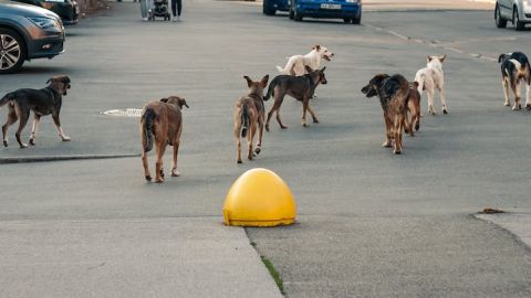 Buscan que en principales vialidades de ciudades se incluyan "pasos peatonales para animales"