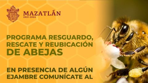 En Mazatlán trabajan en la protección y el rescate de las abejas