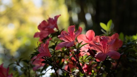 Disfruta las flores, colores y aromas de la primavera en el Jardín Botánico Culiacán