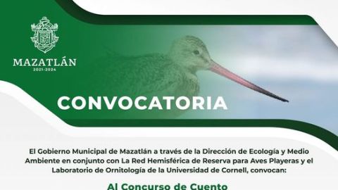 Invitan en Mazatlán al concurso de cuento sobre la importancia de las aves playeras