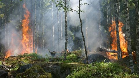 México debe tomar acción en la prevención de incendios forestales: investigador