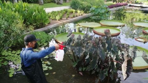 Promueven la sanidad vegetal de Jardín Botánico Culiacán y de Parque Ecológico