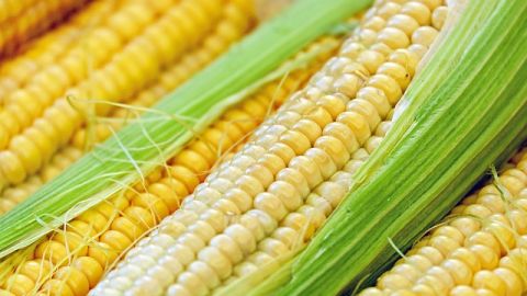 Ya inició el retiro de la cosecha de maíz de las bodegas; esta misma semana se liquidarán las primeras 131 mil toneladas