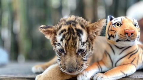 Presentan cachoro de tigre de bengala en el Zoológico de Culiacán