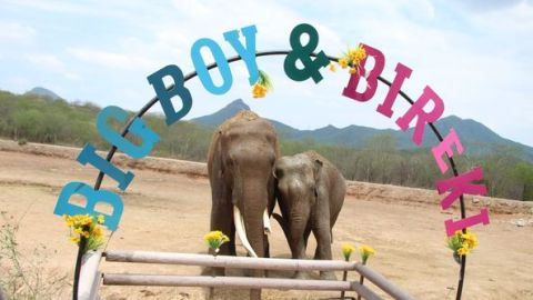 Celebran con boda de elefantes asiáticos el segundo aniversario del Santuario Ostok
