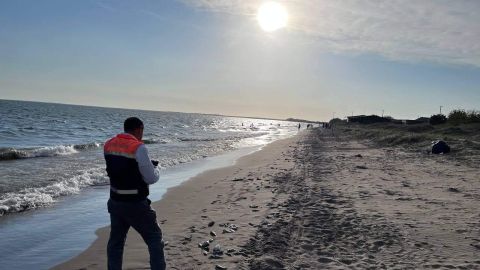 Supervisa la Bahía de Topolobampo y Playa El Maviri luego de la aparición de peces muertos
