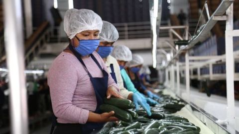 Sinaloa registró 18,736 nuevos empleos en julio según informe del IMSS