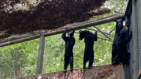 Rescatan a 4 Oseznas huérfanas y las trasladan al Zoológico de Culiacán como refugio temporal