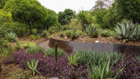 Descubre en el Jardín Botánico de Culiacán la belleza de las zonas áridas