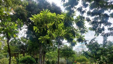 Visita el Jardín Botánico Culiacán y conoce las plantas que puedes servir en tu mesa