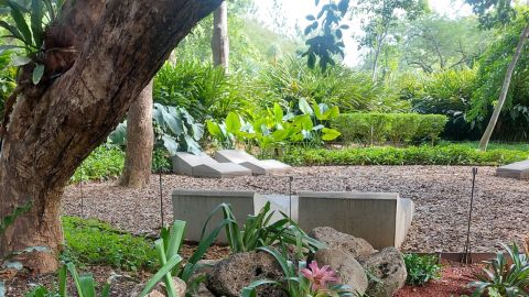 ¿Te gustan las Bromelias? Jardín Botánico de Culiacán incorpora una colección para que las visites