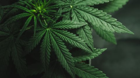 Insiste Senadora en importancia de regular uso medicinal y lúdico del cannabis