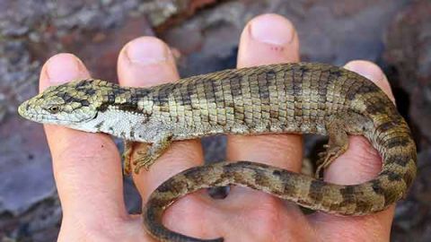 Descubren nueva especie de lagartija en Chiapas