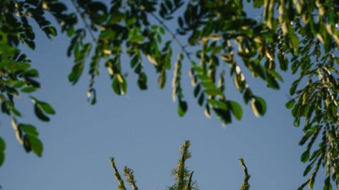 Conoce en el Jardín Botánico Culiacán la palma Talipot, la primera en florecer en México